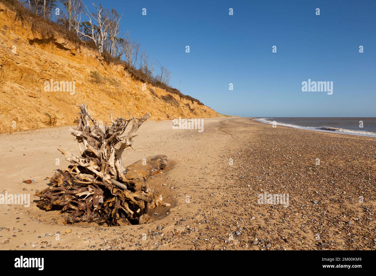 Skelettbäume liegen am Strand von Covehithe, Suffolk, Großbritannien Stockfoto