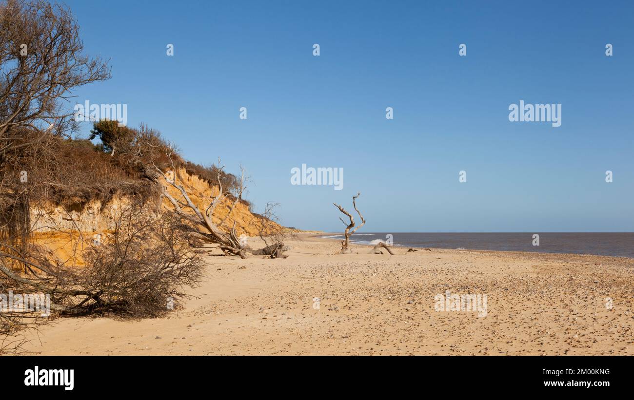 Skelettbäume liegen am Strand von Covehithe, Suffolk, Großbritannien Stockfoto