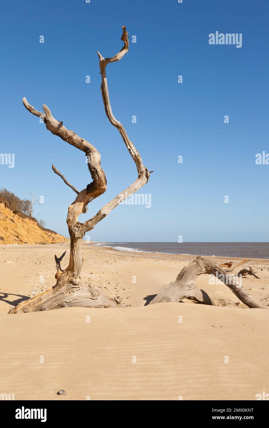 Ein umgestürzter Baum am Covehithe Beach Stockfoto