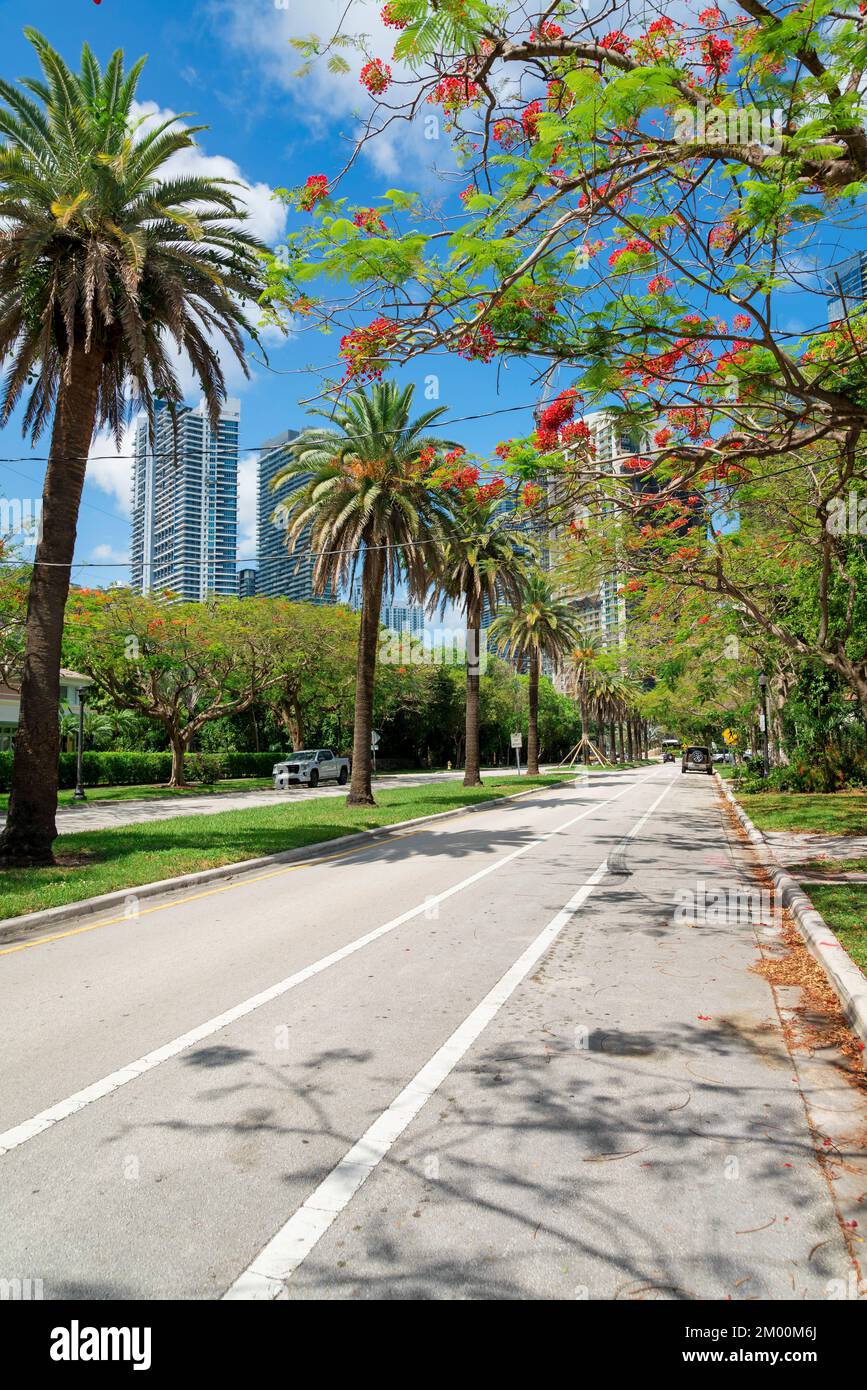 Die Straße mit weißen Linien und der mediane Streifen mit Palmen und Gras in Miami, Florida. Betonstraße mit Bäumen und Pflanzen an der Seite und Blick auf die Höhe Stockfoto