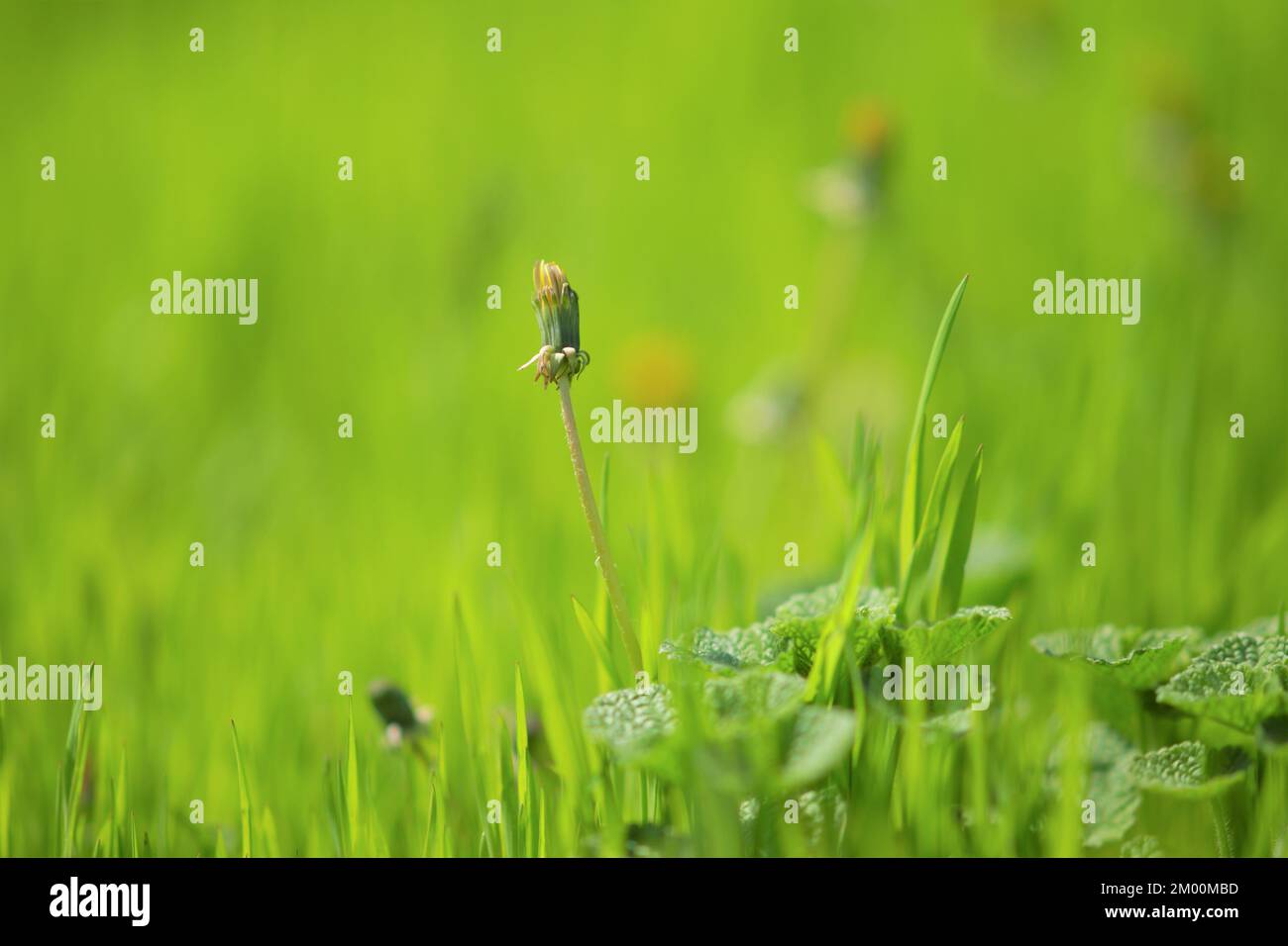 Gelber Löwenzahn wächst in frischem grünen Gras. Stockfoto