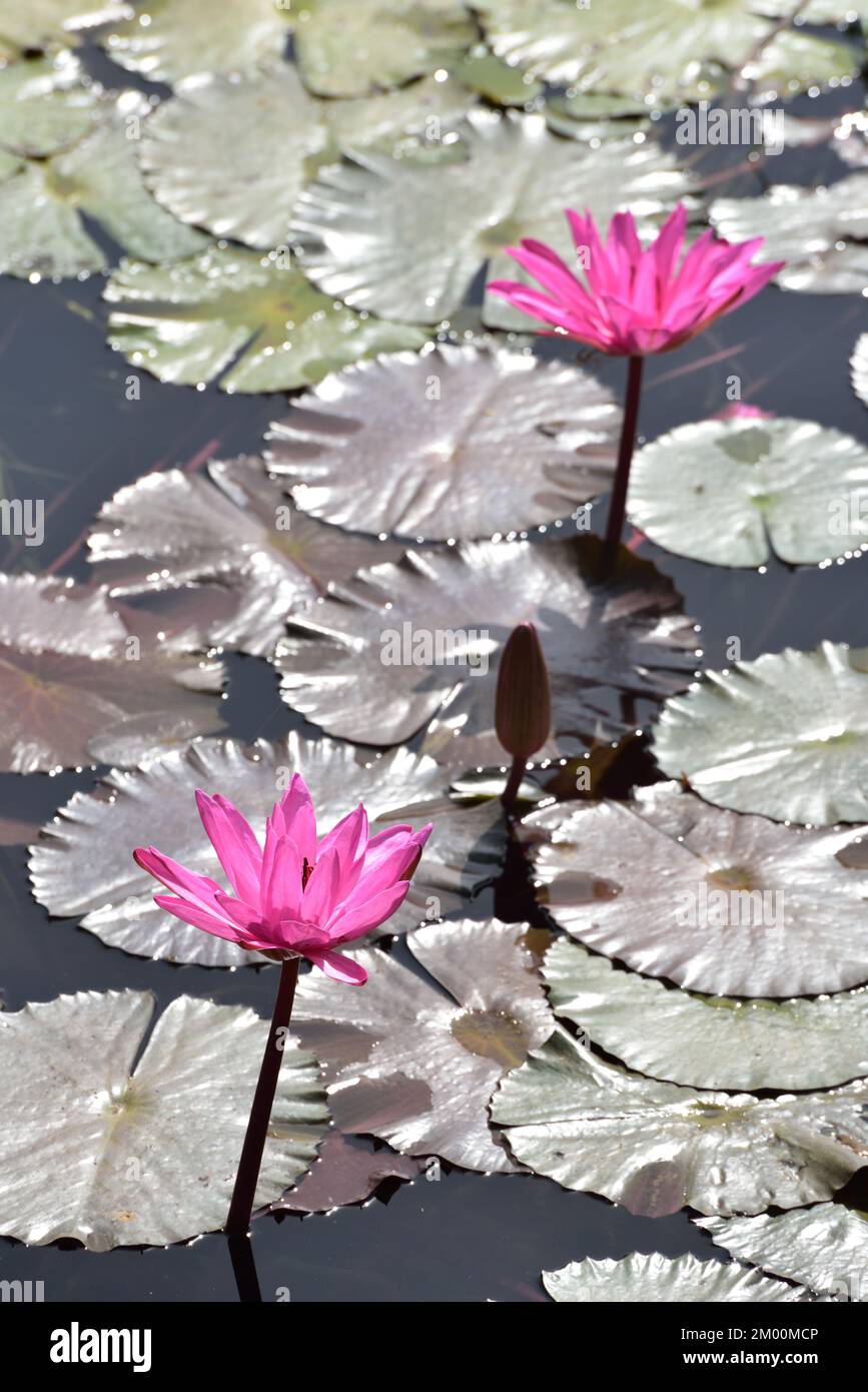 Zwei rosa Lotusblüten mit Knospe im Teich, Nelumbo nucifera, heiliger Lotus, Laxmi Lotus, indischer Lotus, Chikhli, Navsari, Gujarat, Indien, Asien Stockfoto