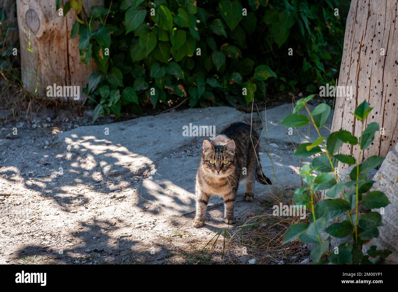 Graue Katze, die an einem Sommertag draußen herumläuft. CAT heißt Gäste willkommen. Stockfoto