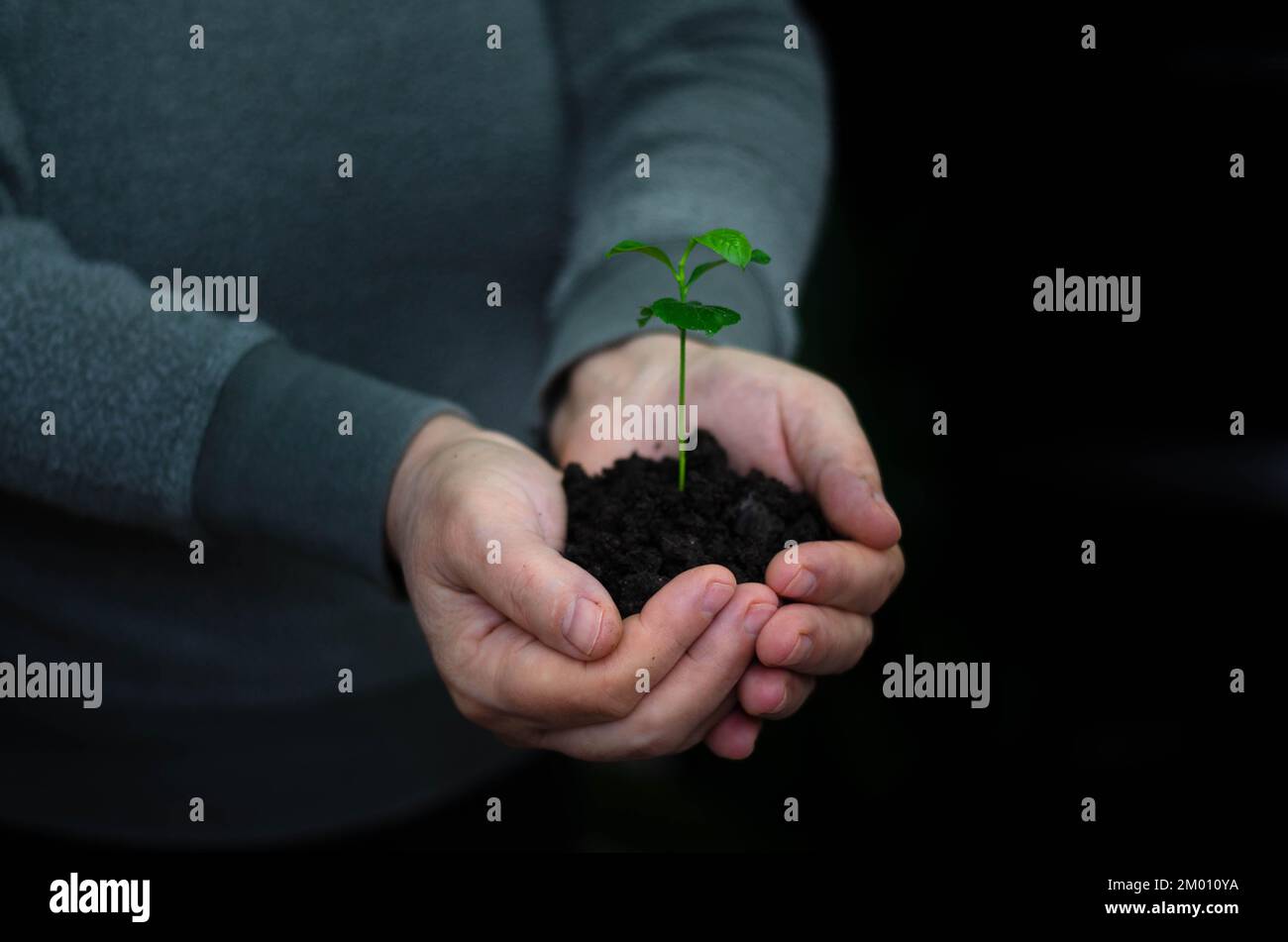 Hände, die junge Pflanze halten. Ökologisches Konzept Stockfoto