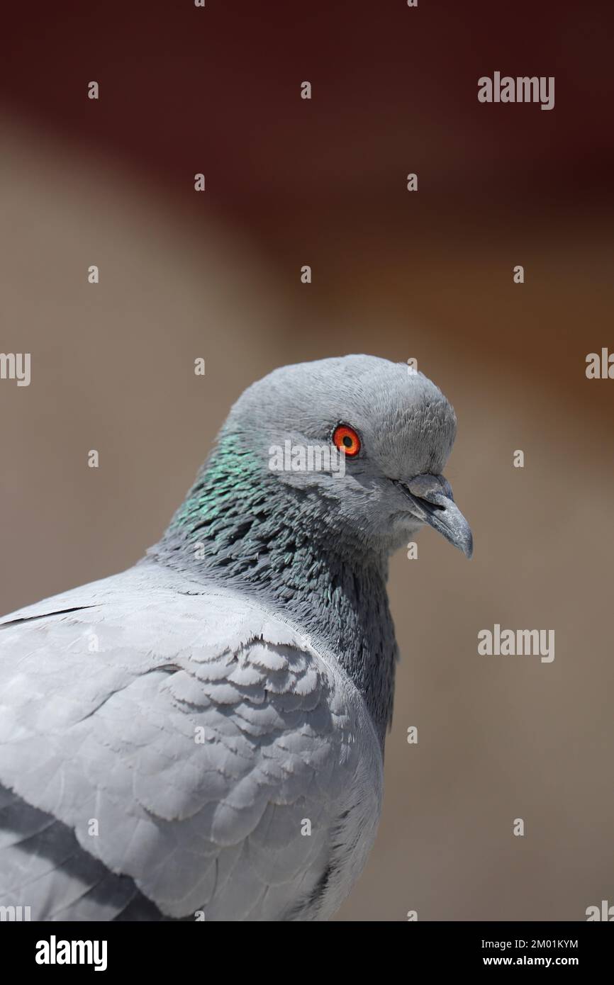Porträt des Taubenkopfes mit unscharfem hellen Hintergrund. Stockfoto