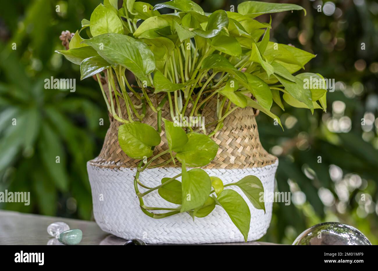 Ceylon creeper Fotos und Bildmaterial in hoher Auflösung Alamy