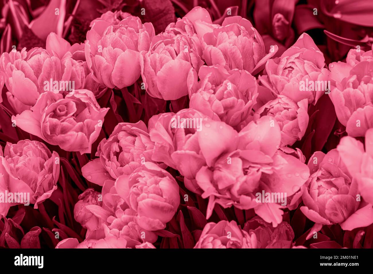 Verwischter natürlicher Blumenhintergrund, doppelte Tulpen. Viva Magenta, moderne Farbe Stockfoto