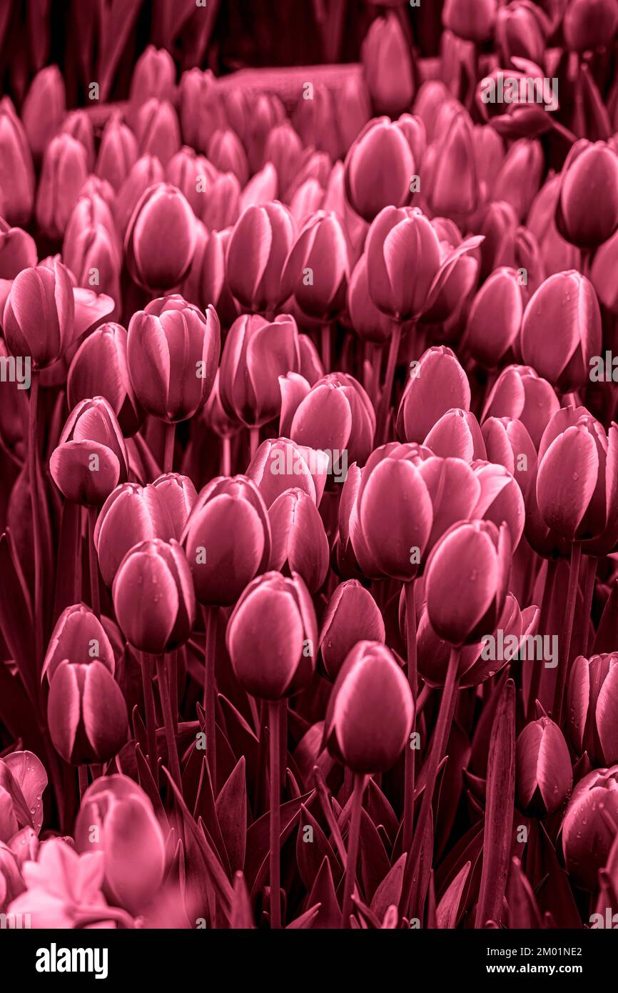 Nahaufnahme von Tulpen. Dunkler abstrakter Blumenhintergrund in trendigem Viva Magenta Stockfoto