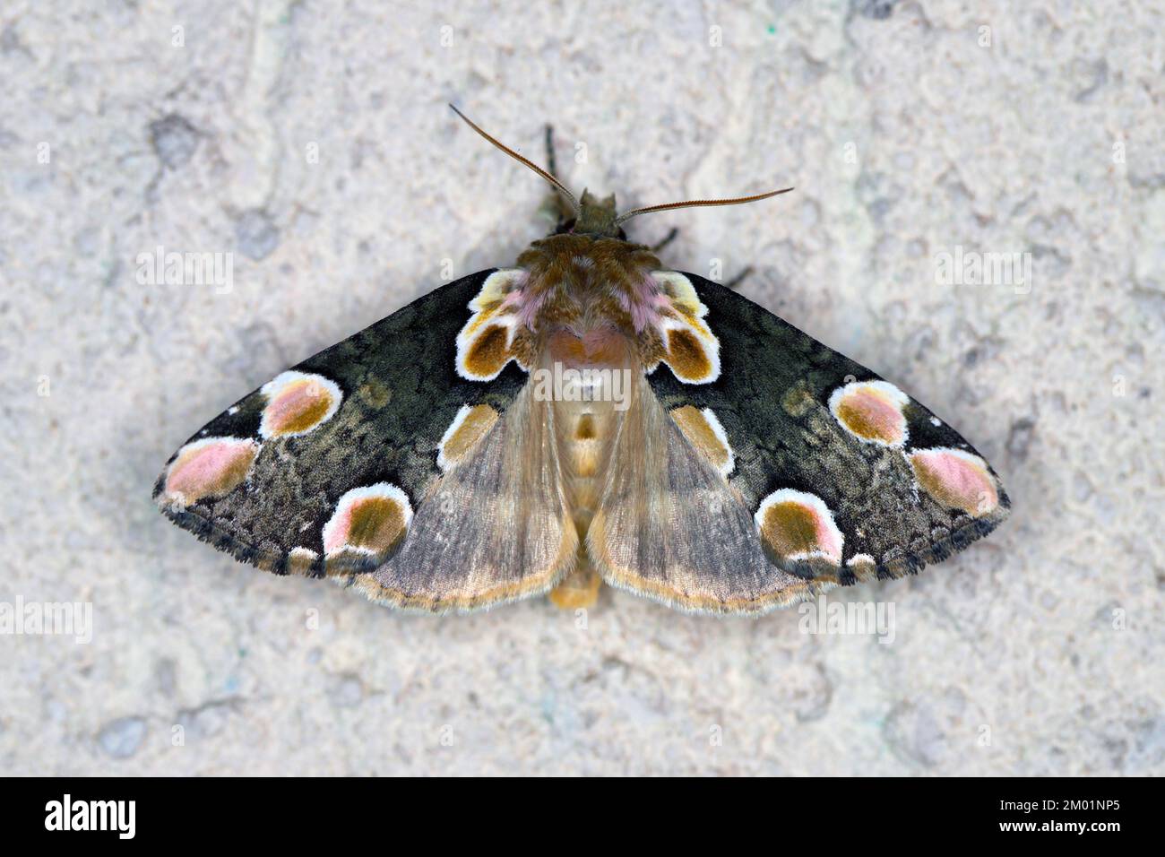 RosenEule, Thyatira Batis, sitzt an der Wand. Stockfoto
