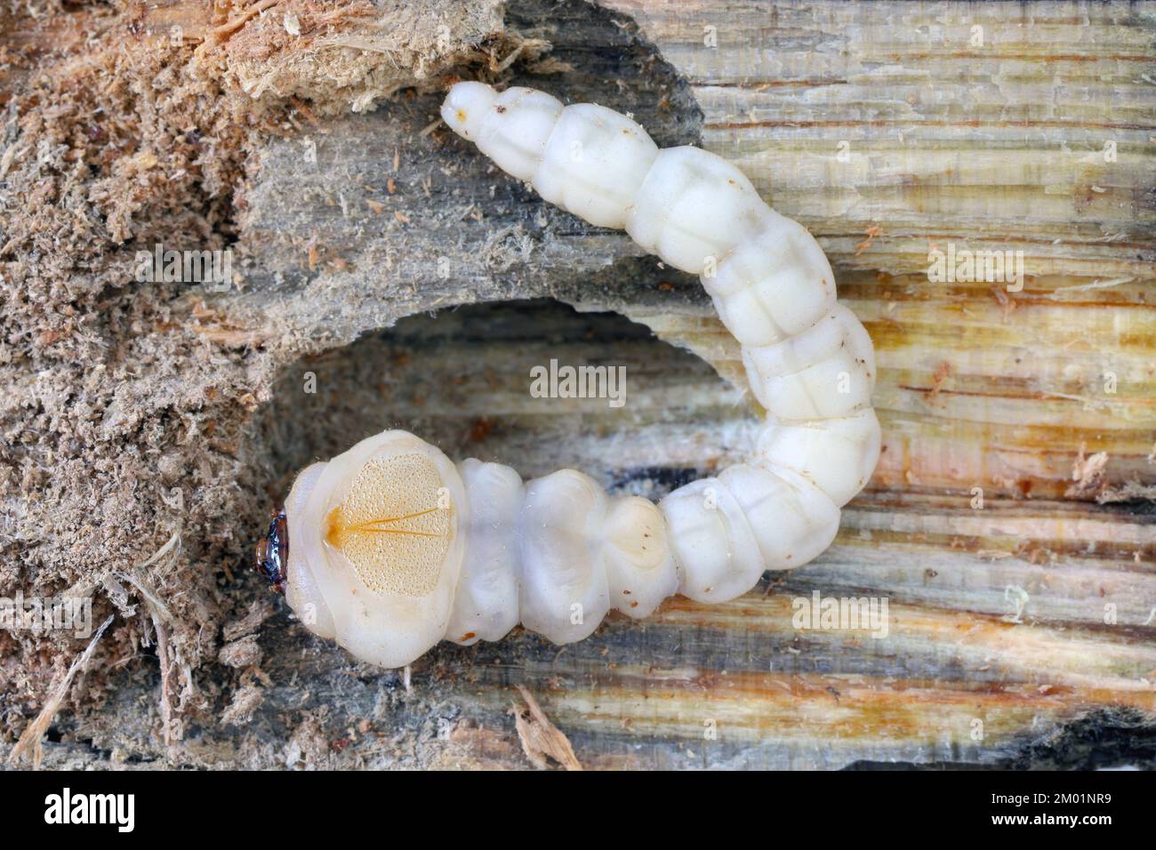 Lava des flachköpfigen Kiefernbohns, einem gemeinsamen europäischen Juwelenkäfer (Chalcophora mariana). Ein großer metallischer Käfer in europäischen Tieflandwäldern Stockfoto