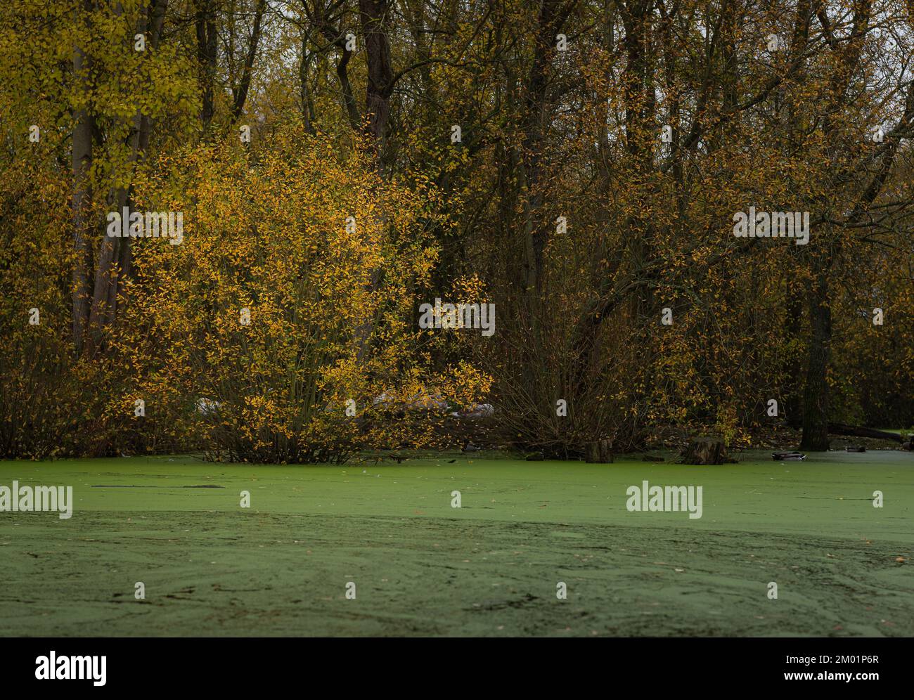 Melford Country Park im Herbst. Bunte Herbstbäume. Stockfoto