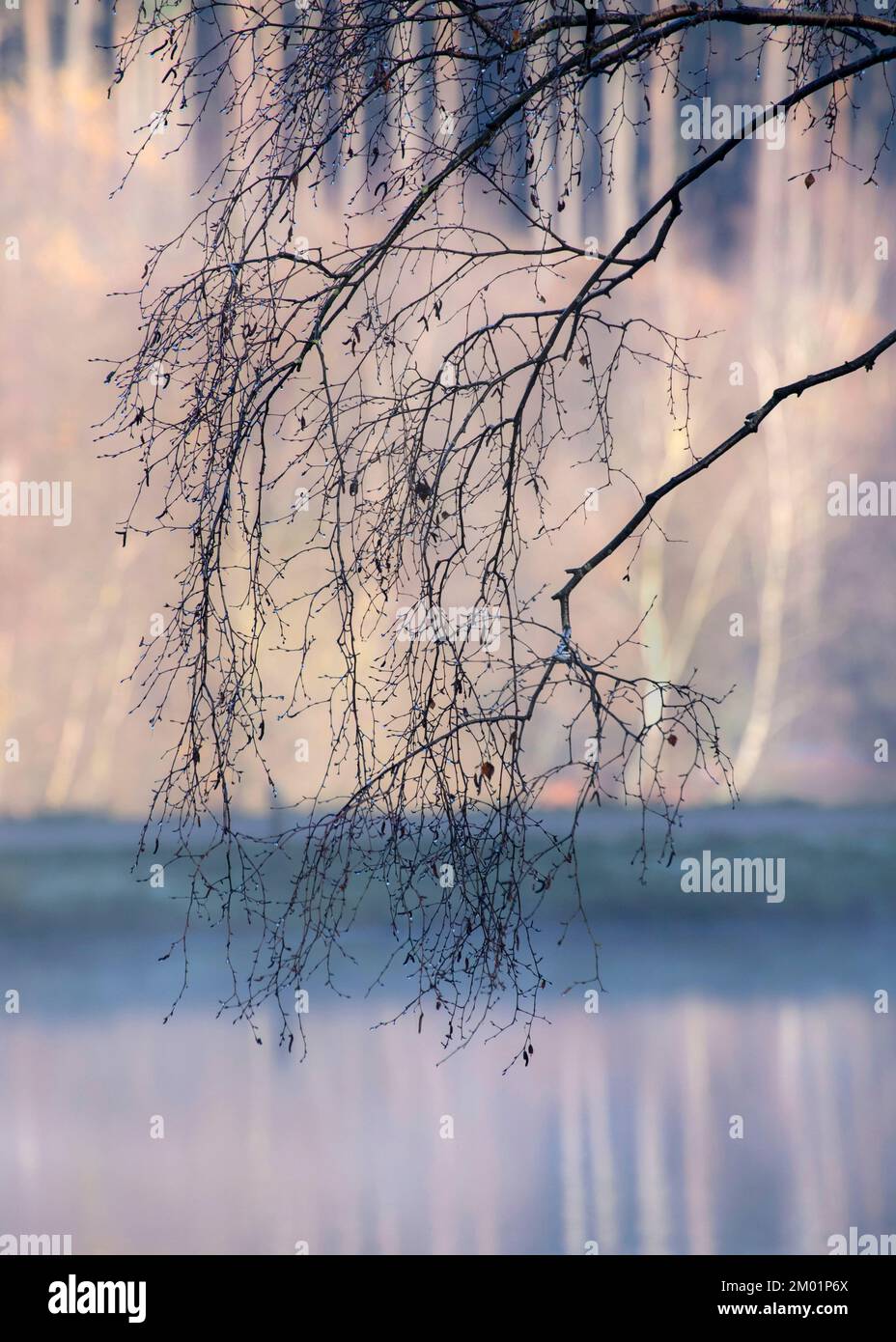 Künstlerische abstrakte und impressionistische Fotografie in Farbtönen und Farbtönen der Wälder und Wälder von Cannock Chase mit Designelementen Stockfoto