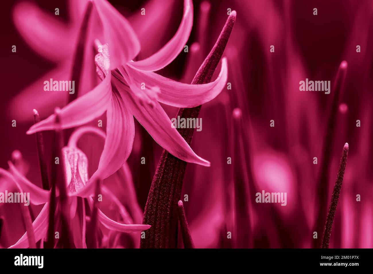 Viva Magenta, farbiger Star-of-Bethlehem, Gagea lutea Nahaufnahme. Frühlingskraut, moderner Hintergrund, Kopierraum Stockfoto