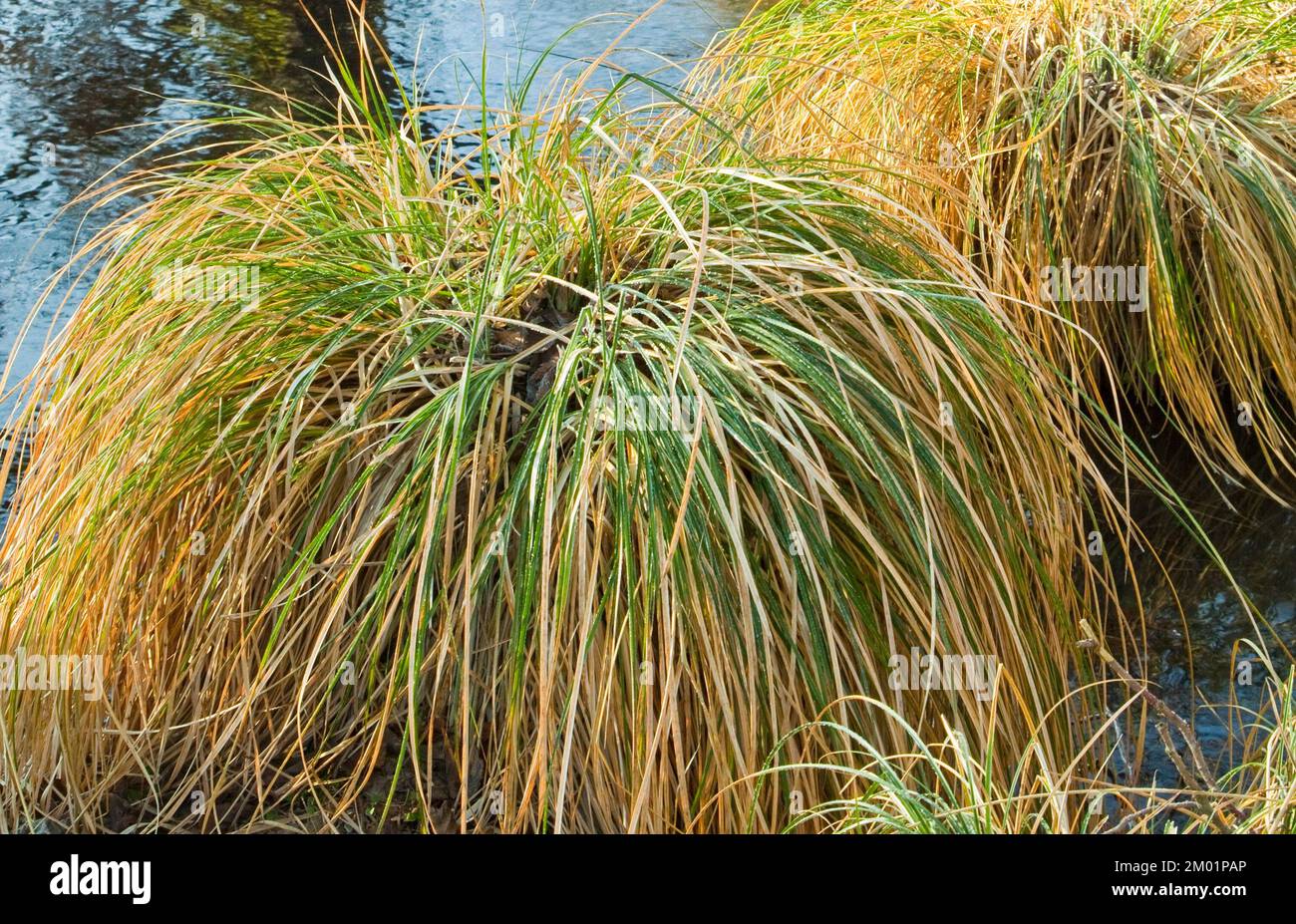 Sher Brook mit starkem Frost mitten im Winter, Sherbrook Valley, Cannock Chase AONB (Gebiet von herausragender natürlicher Schönheit) in Staffordshire, England Stockfoto