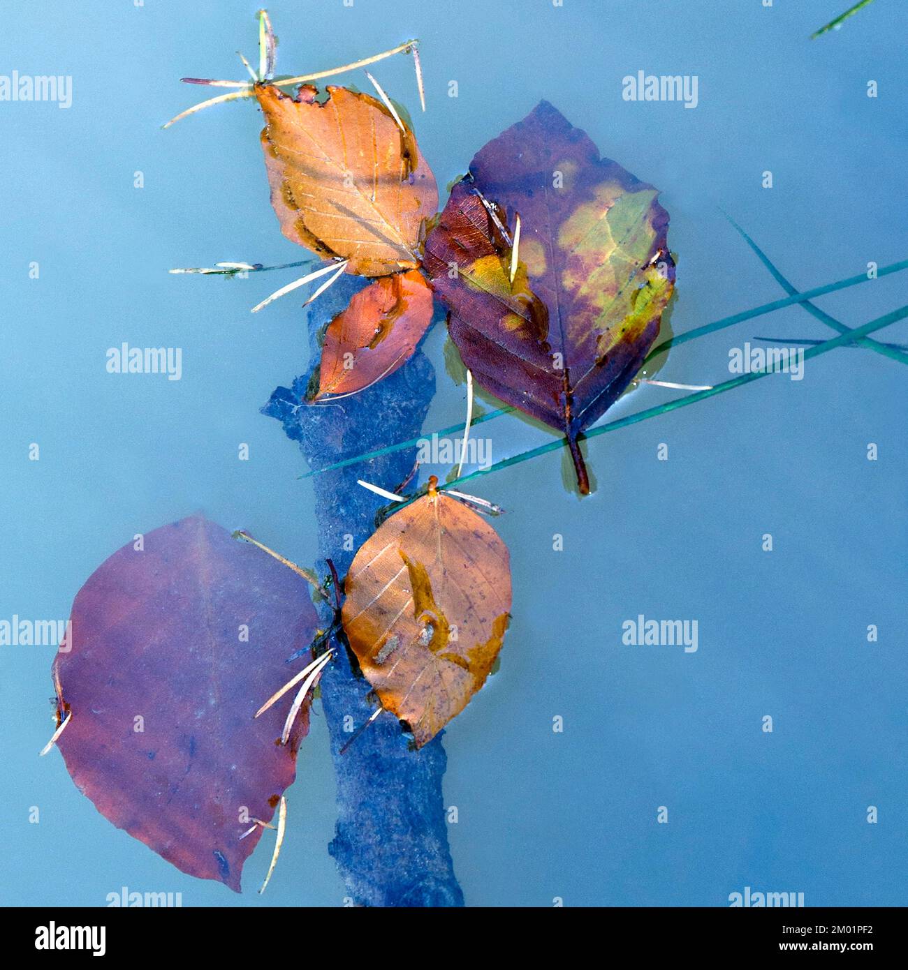 Wild Flora Falling Laub schwebt auf der Pfütze und zeigt im Herbst auf Cannock Chase eine beeindruckende Auswahl an saisonalen Farbtönen Stockfoto