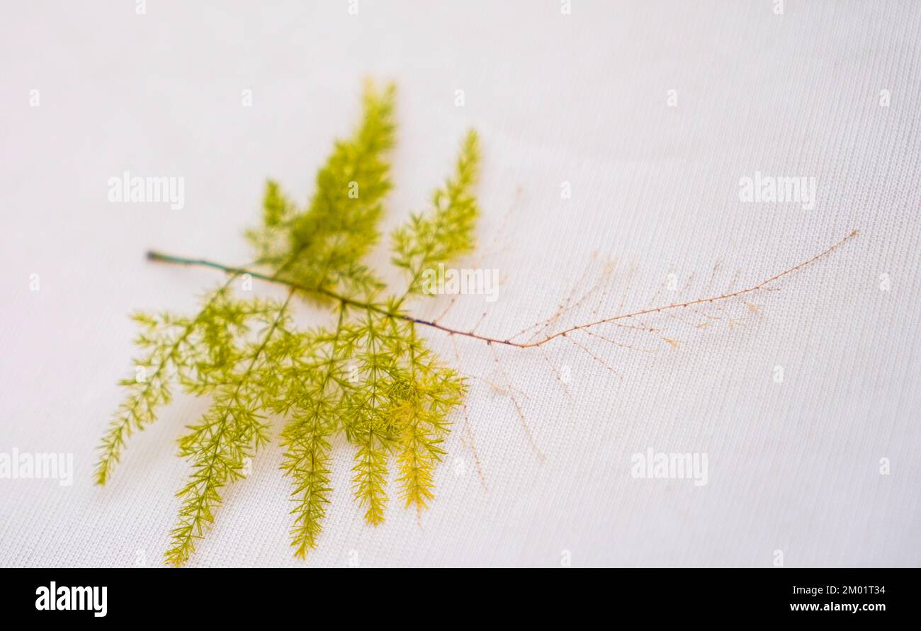 Spargel Fern Pflanze Grünes Blatt isoliert auf weißem Hintergrund, Grünblatt auf weißem Hintergrund, tropische Blätter. Stockfoto