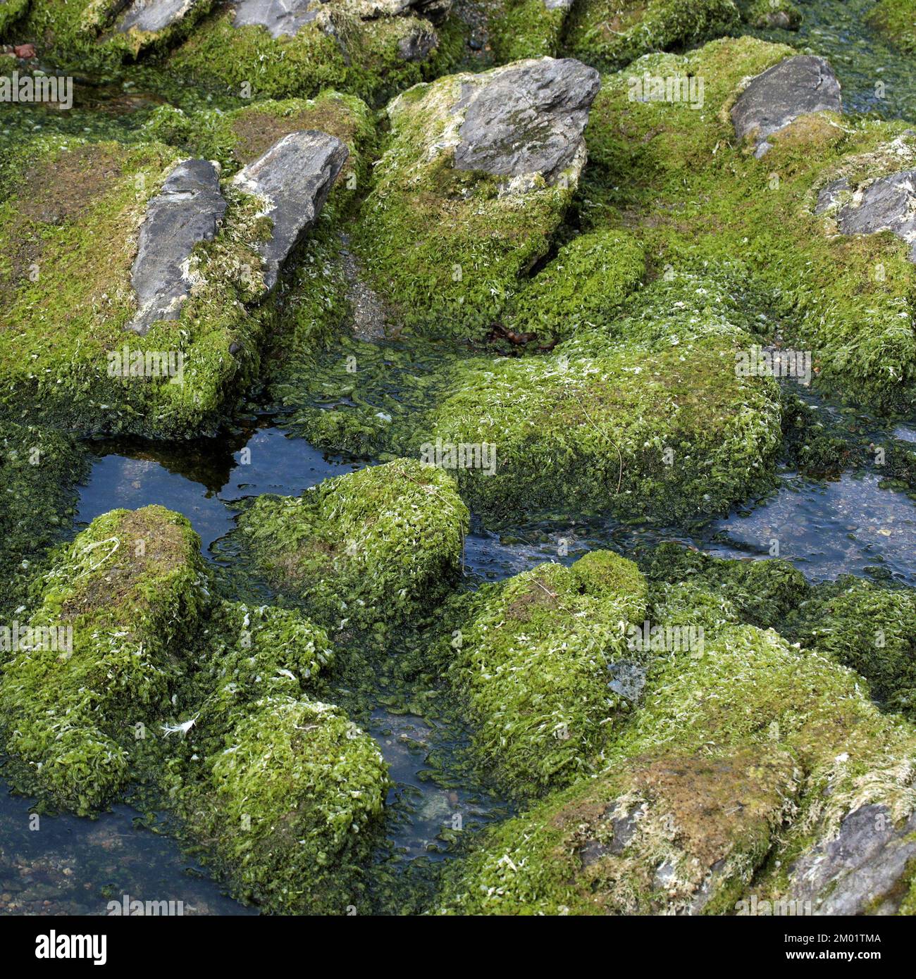 Farbfoto von moosbedecktem Küstengestein das Bild ist eine Mischung aus Meerespflanzen und Geologie, die Gesteinsmuster und -Strukturen zeigt. Stockfoto