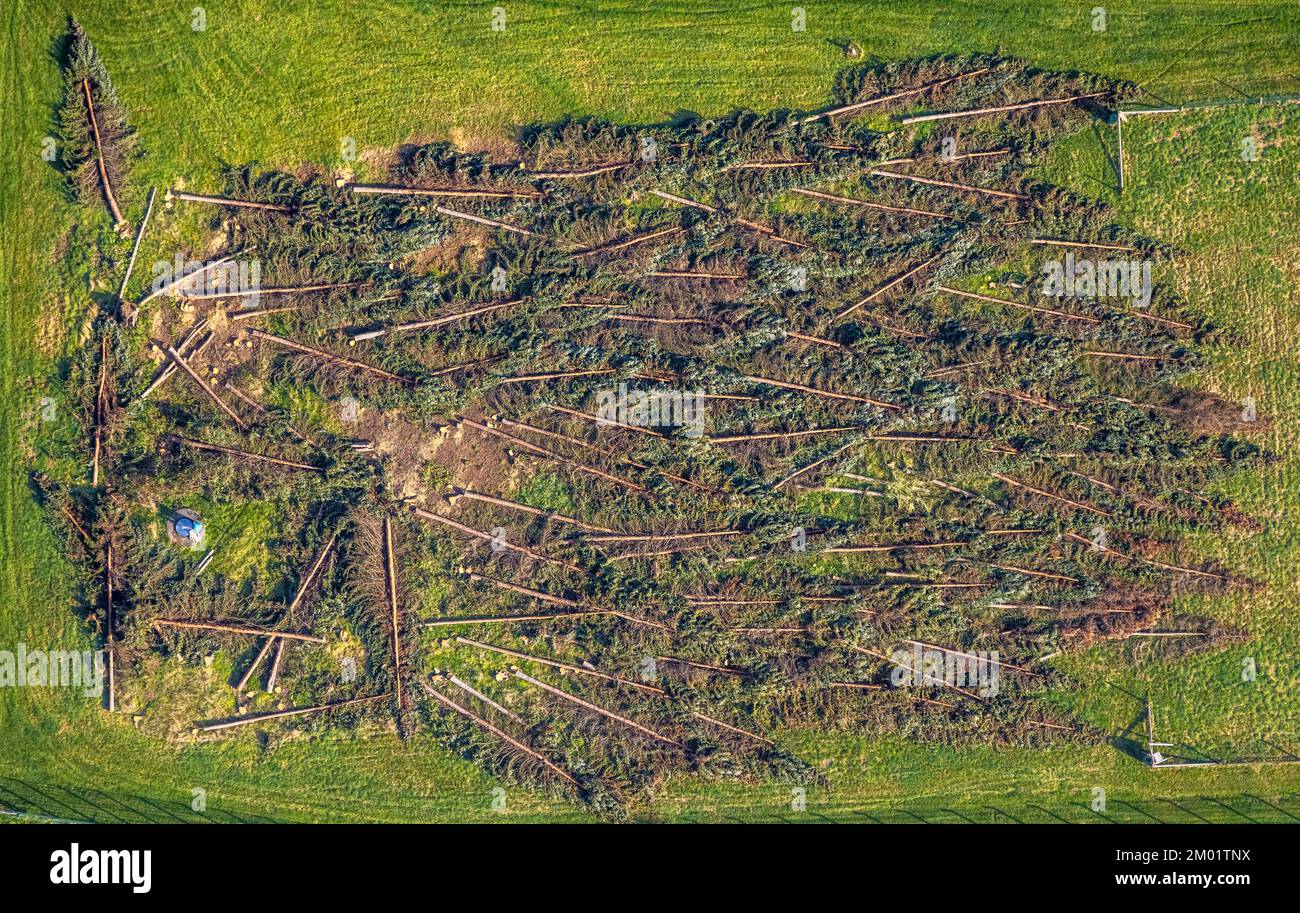 Luftaufnahme, Waldschäden, gefällt Bäume, bei Hengstey Waterworks, Boele, Hagen, Ruhrgebiet, Nordrhein-Westfalen, Deutschland, Baumtod, DE, Europa, CL Stockfoto