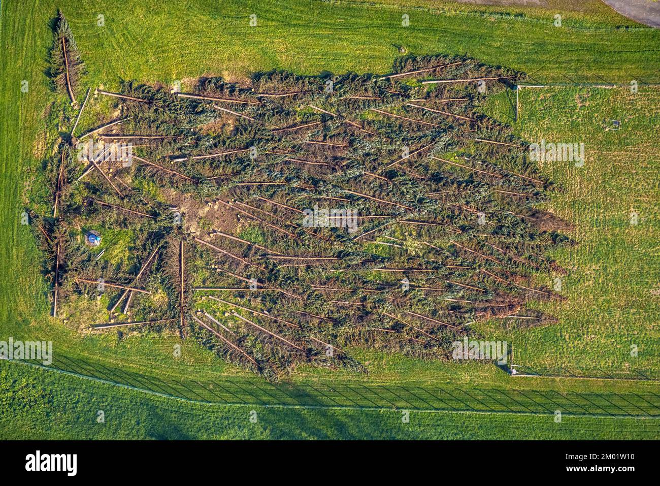 Luftfoto, Waldschäden, abgeschlagene Bäume, Boele, Hagen, Ruhrgebiet, Nordrhein-Westfalen, Deutschland, Tree Death, DE, Europa, Clearcut, Luftaufnahme, AE Stockfoto
