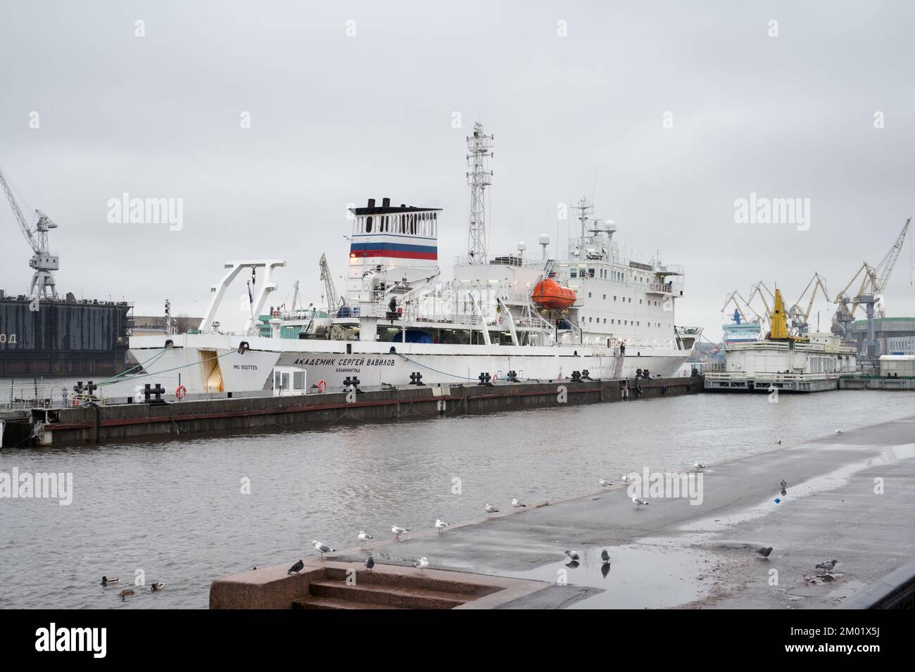Forschungsschiff MS Akademik Sergey Vavilov verlegt am Lieutenant Schmidt-Ufer in St. Petersburg, Russland Stockfoto
