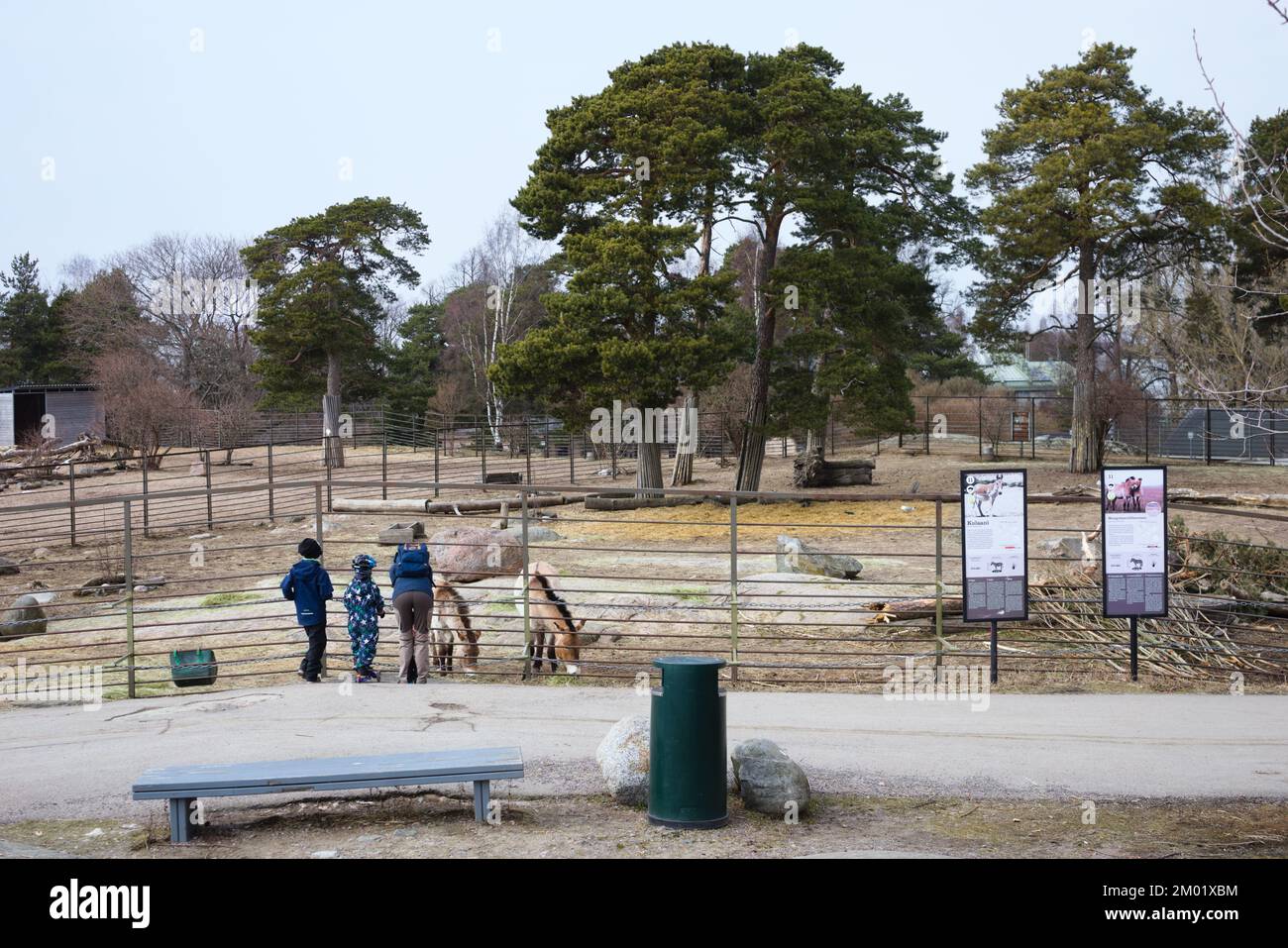 Kinder beobachten Przewalskis Pferde im Zoo Korkesaari in Helsinki, Finnland Stockfoto