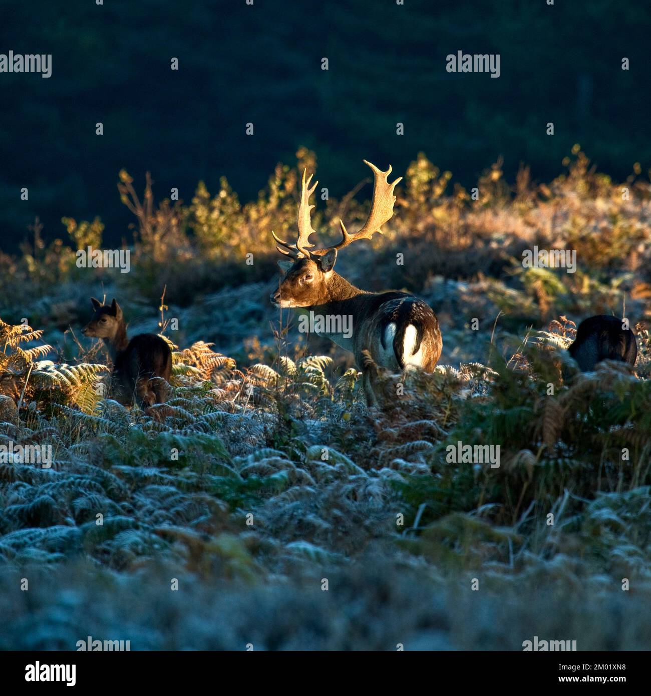 Fallow Deer Stag im Herbst auf Cannock Chase AONB (Gebiet von herausragender natürlicher Schönheit) in Staffordshire, England, Großbritannien Stockfoto