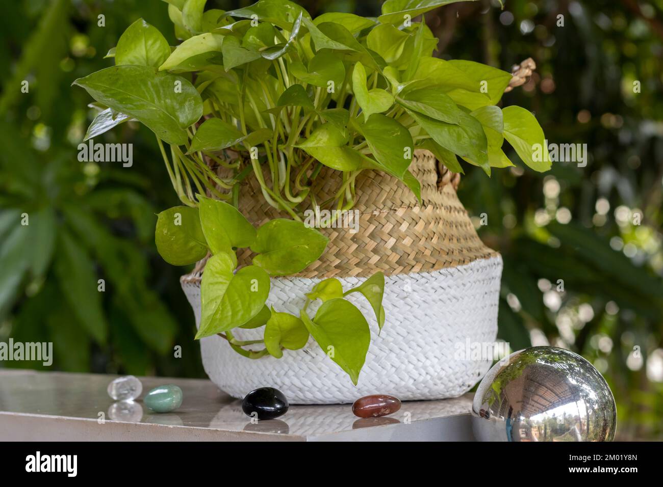 Ceylon creeper Fotos und Bildmaterial in hoher Auflösung Alamy
