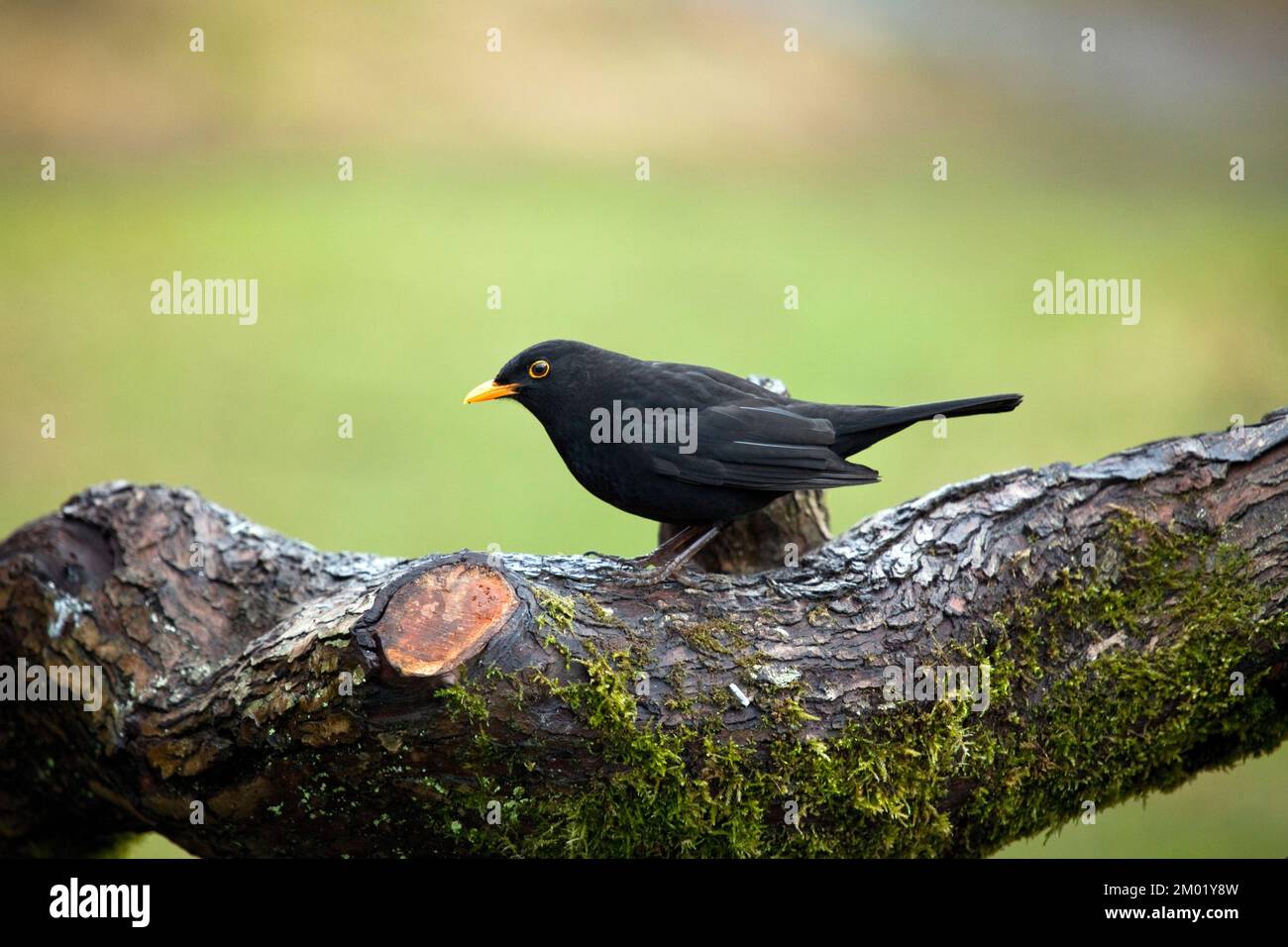 Wilder männlicher Blackbird im Winter im Cannock Chase AONB Area of Outstanding Natural Beauty in Staffordshire England, Großbritannien Stockfoto