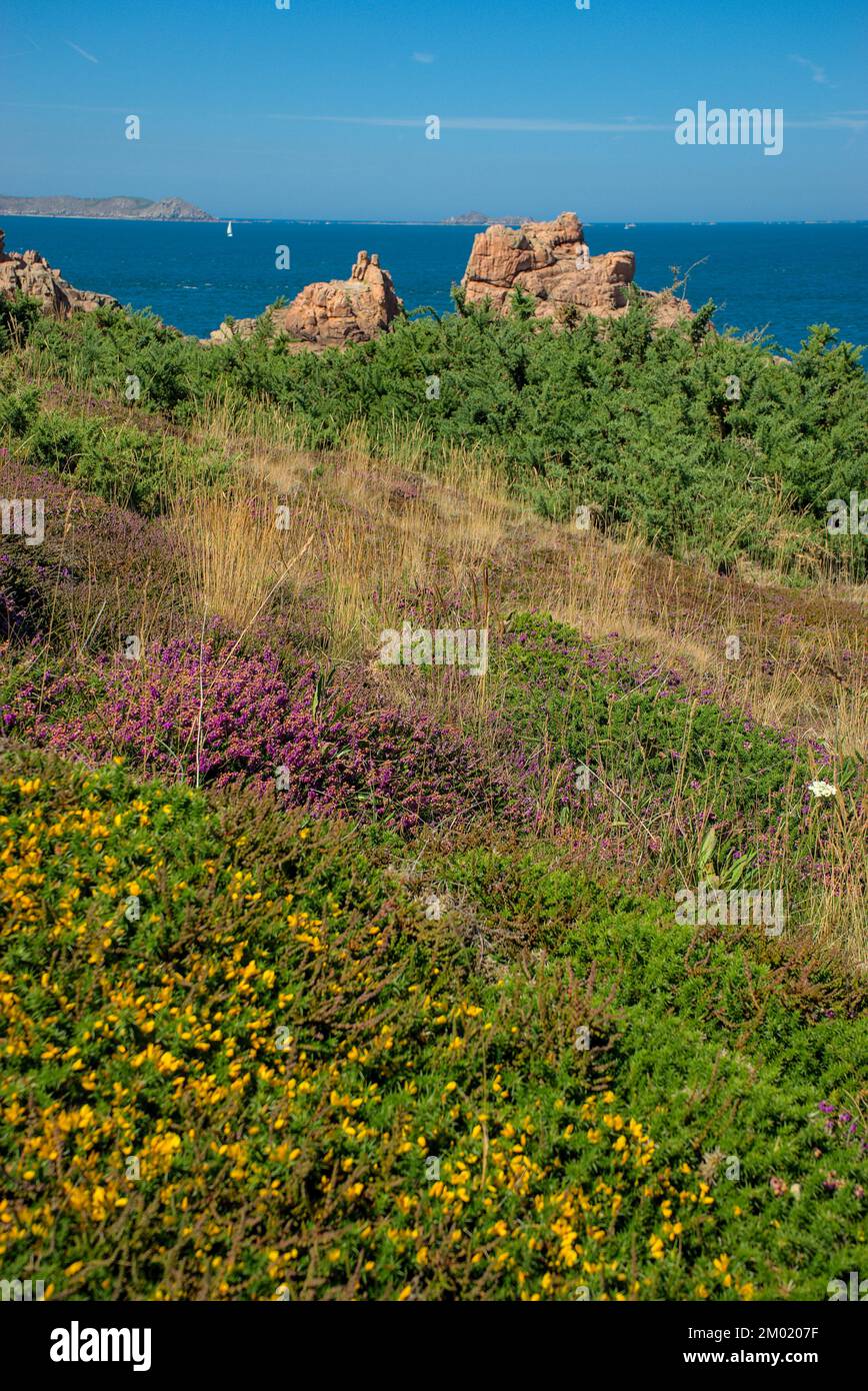Breton Moor an der rosa Granitküste. Rosa und gelb meliert Stockfoto