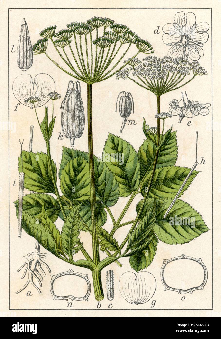 bishops Goutweed Aegopodium podagraria, (Botanisches Buch, 1904), Giersch Stockfoto