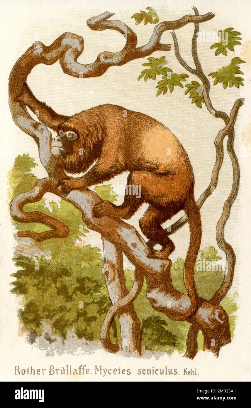 Venezolanischer roter Brüllaffe Alouatta seniculus, (Biologiebuch, 1884), Roter Brüllaffe Stockfoto