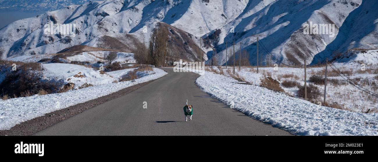 Der Hund Jack Russell Terrier läuft in einem Strickpullover entlang der Straße zwischen den schneebedeckten Bergen. Stockfoto