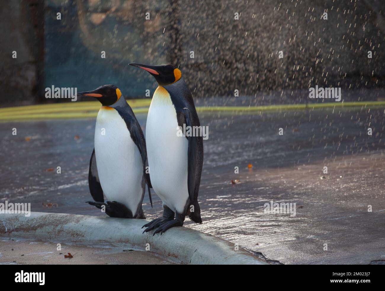 2 King-Pinguine stehen mit einem Rasensprenger dahinter Stockfoto