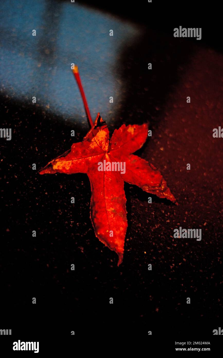 Roter Herbst Blatt Stockfoto