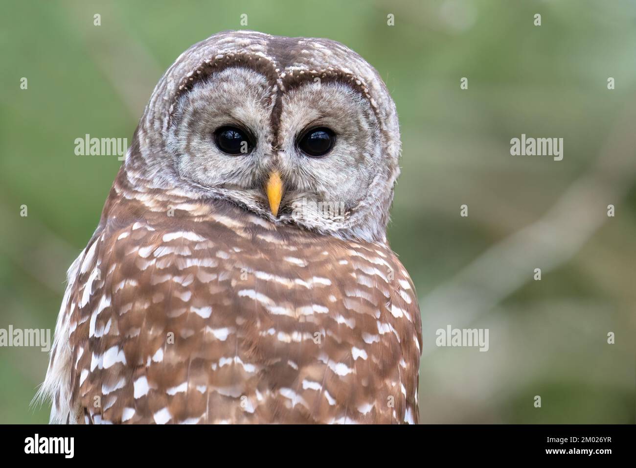 Im Downsview Park von Toronto dreht sich eine Eulen um und schaut in die Kamera. Stockfoto