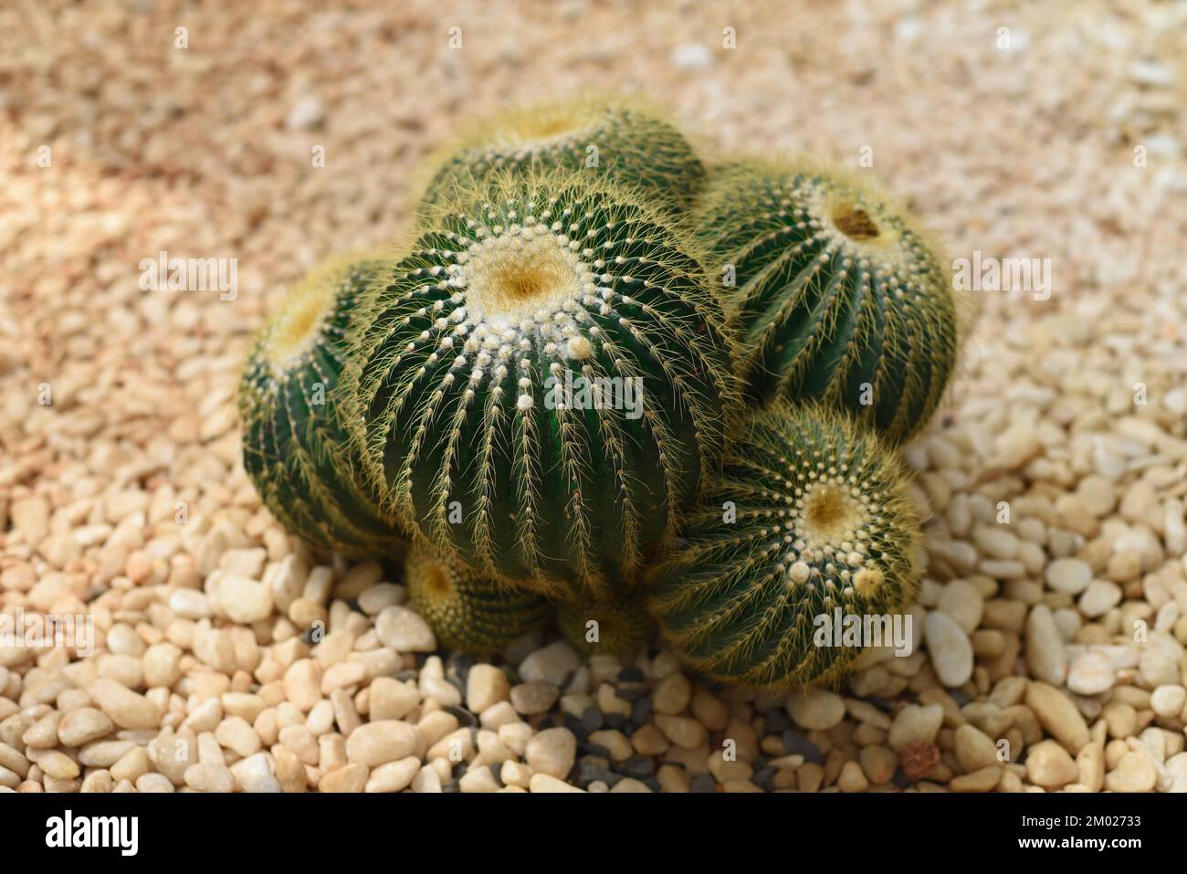 Echinocactus grusonii oder Golden Barrel Cactus ohne Blüten aus der Nähe Stockfoto