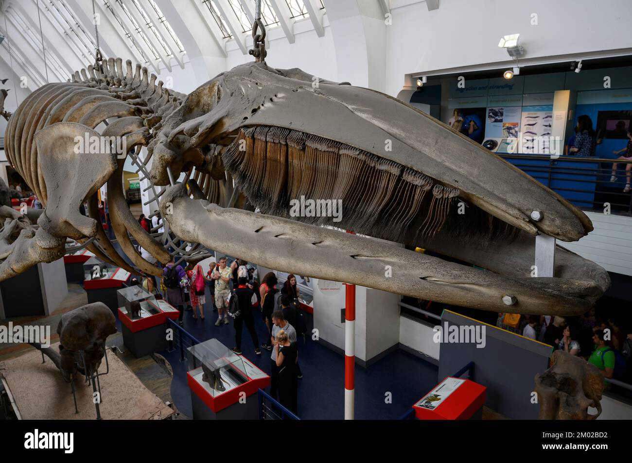 Wal Skeleton im Natural History Museum Stockfoto