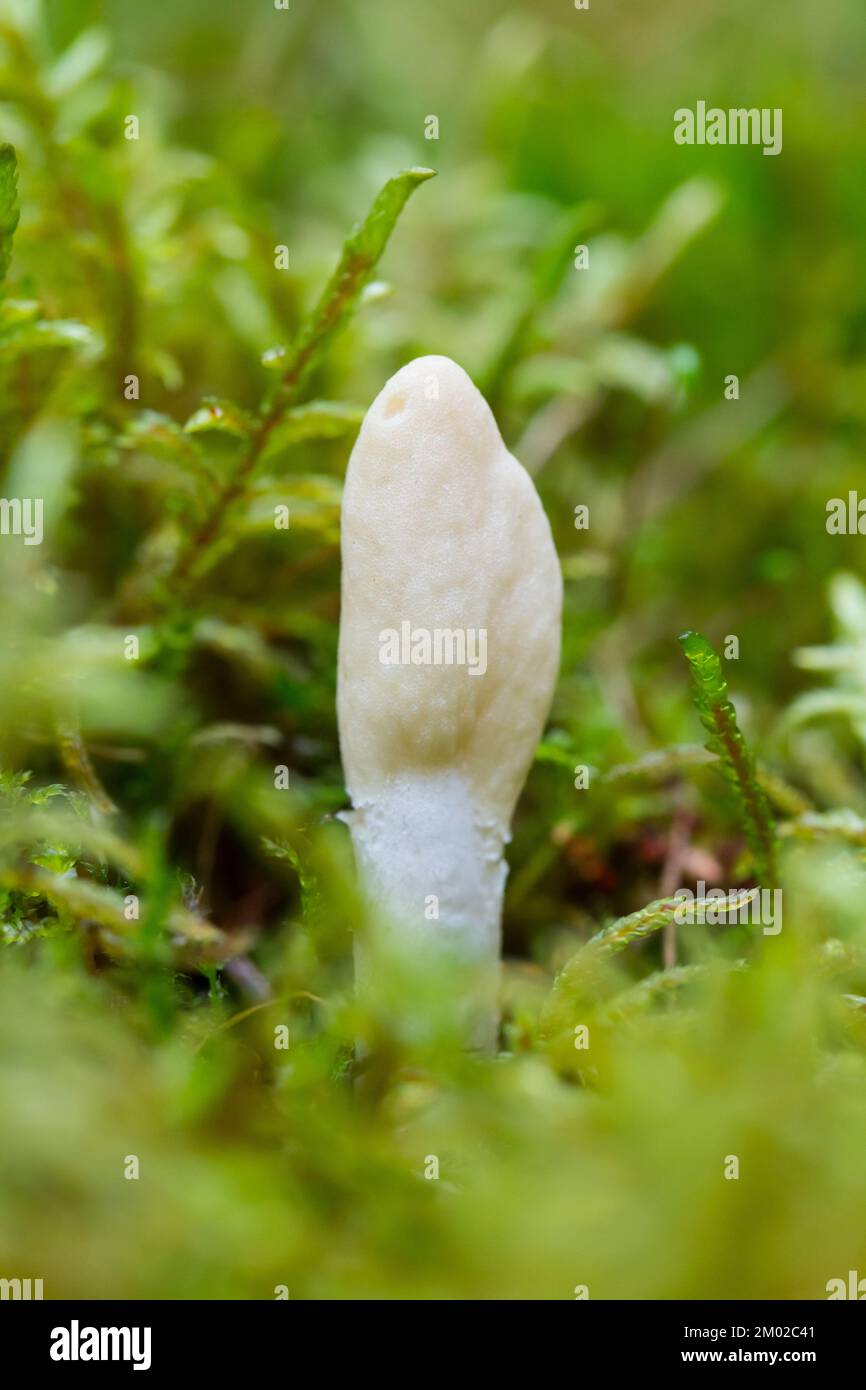 Weiße Pilze (Trichoderma leucopus) Stockfoto