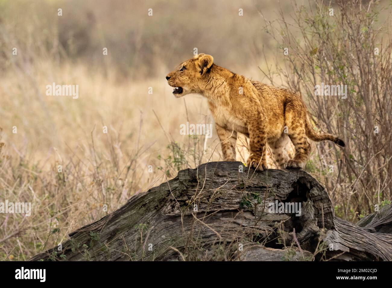 Löwenjunges spielt Stockfoto