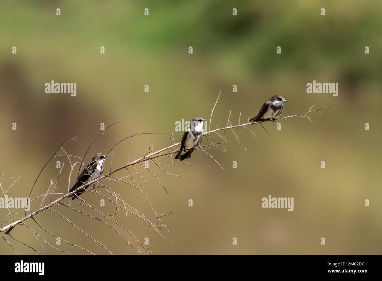 sandmartin (Riparia riparia) Bank Swallow, Stockfoto