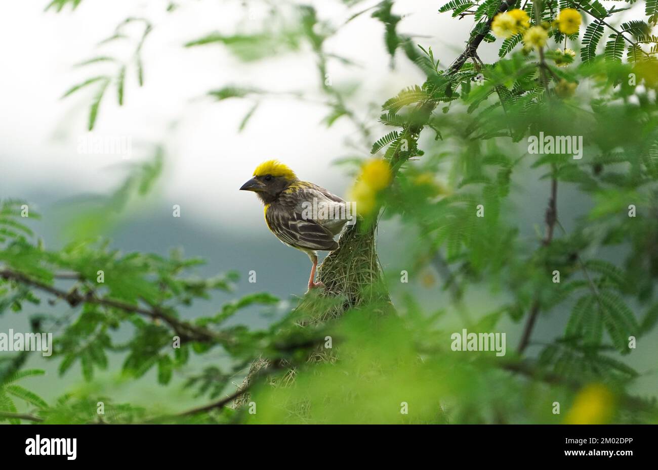 Asian Baya Weaver - der Baya Weaver (Ploceus philippinus) ist ein Weber, der auf dem indischen Subkontinent und Südostasien zu finden ist. Schwärme dieser bir Stockfoto