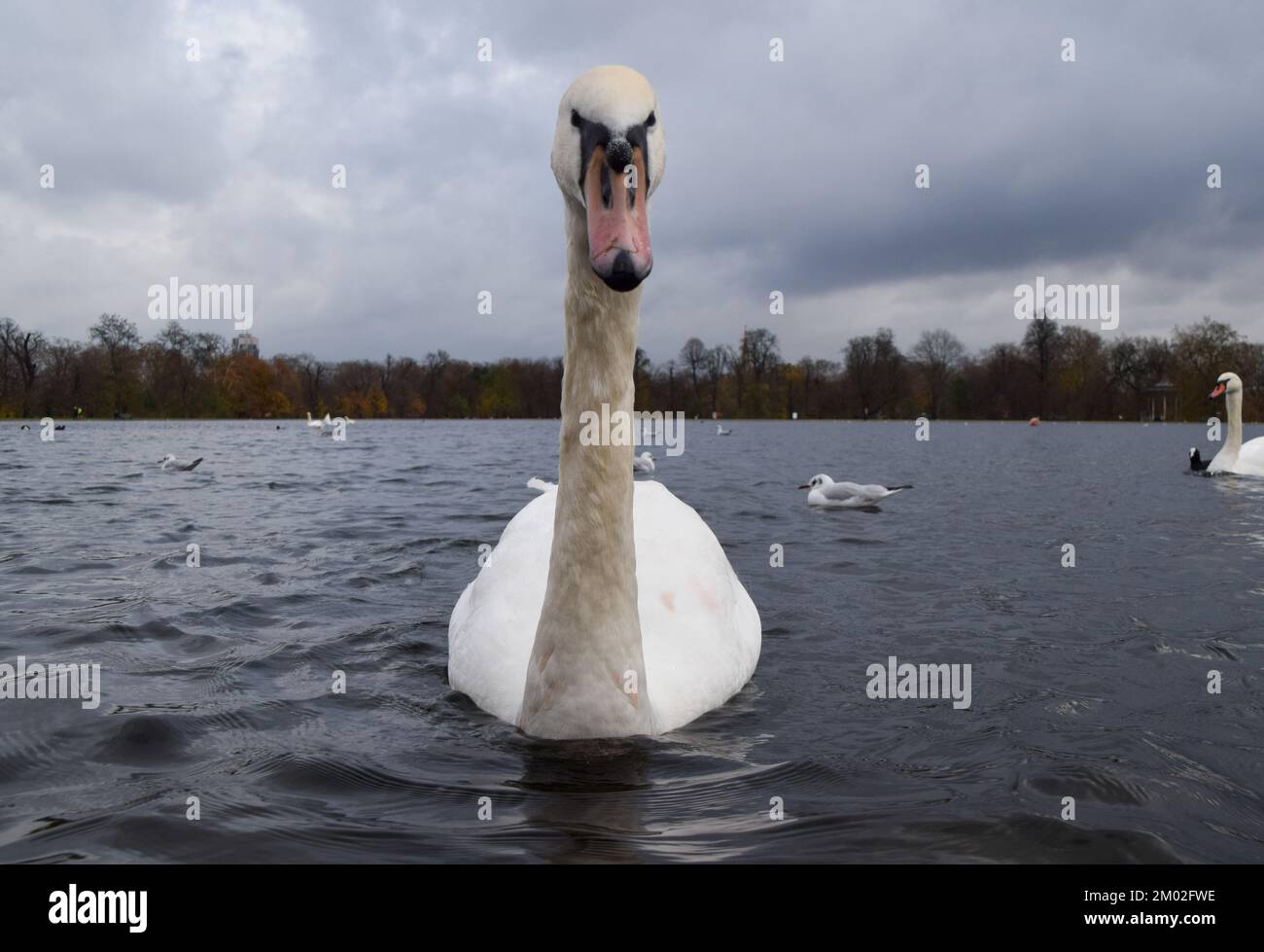 London, Großbritannien. 03.. Dezember 2022. Ein stummer Schwan schwimmt im Round Pond in Kensington Gardens, einem der größten Parks Londons, während sich der schlimmste registrierte Ausbruch der Vogelgrippe weiterhin in Großbritannien ausbreitet. Tausende von Wildvögeln sind durch das Virus im ganzen Land gestorben, und Millionen von Hausvögeln wurden durch das Virus getötet und getötet, um die Ausbreitung einzudämmen. Berichten zufolge wurde das tödliche Virus auf Geflügelfarmen zurückverfolgt und ist auf Wildpopulationen übergesprungen. (Foto: Vuk Valcic/SOPA Images/Sipa USA) Guthaben: SIPA USA/Alamy Live News Stockfoto