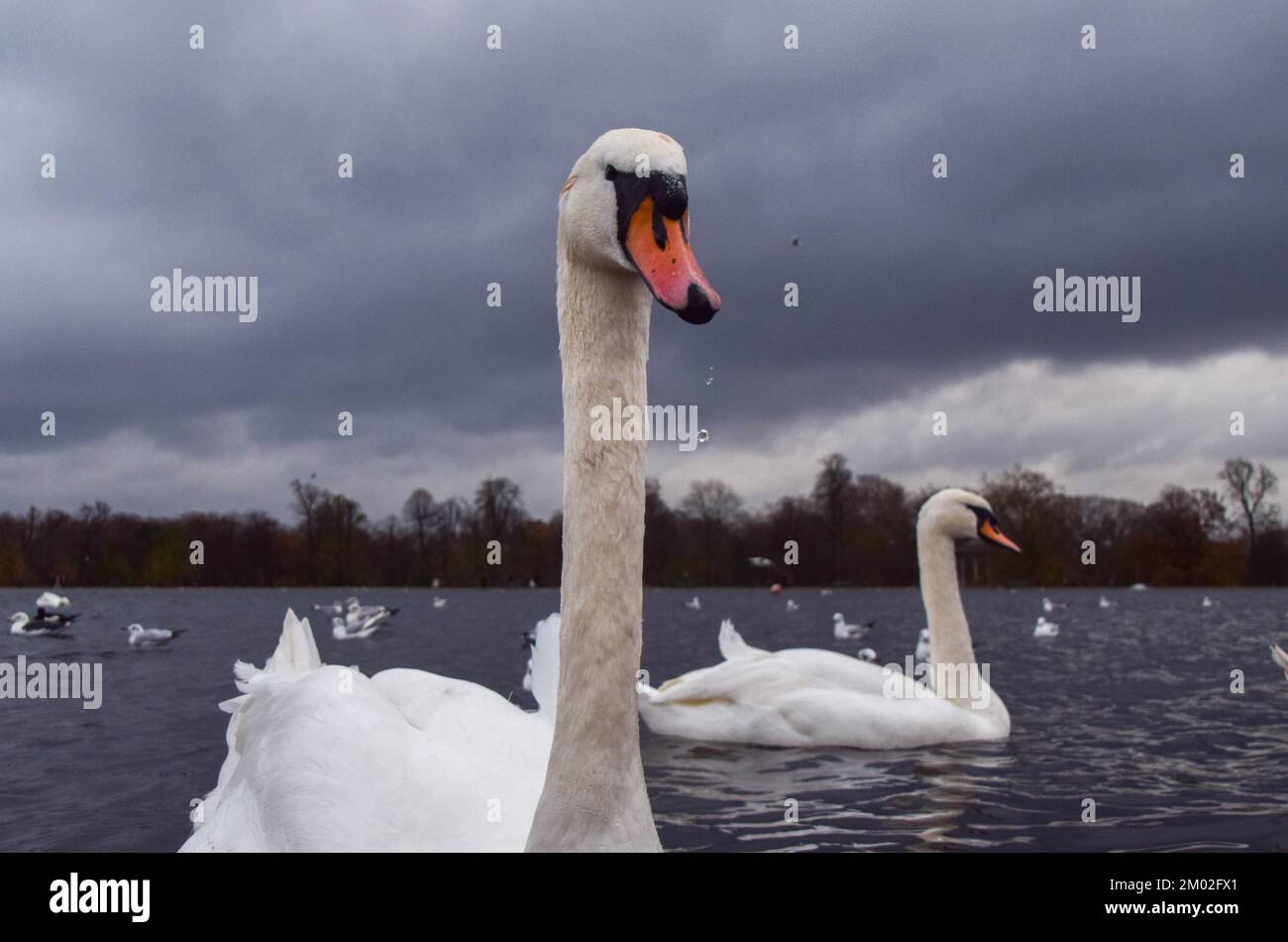 London, Großbritannien. 03.. Dezember 2022. Ein stummer Schwan schwimmt im Round Pond in Kensington Gardens, einem der größten Parks Londons, während sich der schlimmste registrierte Ausbruch der Vogelgrippe weiterhin in Großbritannien ausbreitet. Tausende von Wildvögeln sind durch das Virus im ganzen Land gestorben, und Millionen von Hausvögeln wurden durch das Virus getötet und getötet, um die Ausbreitung einzudämmen. Berichten zufolge wurde das tödliche Virus auf Geflügelfarmen zurückverfolgt und ist auf Wildpopulationen übergesprungen. (Foto: Vuk Valcic/SOPA Images/Sipa USA) Guthaben: SIPA USA/Alamy Live News Stockfoto