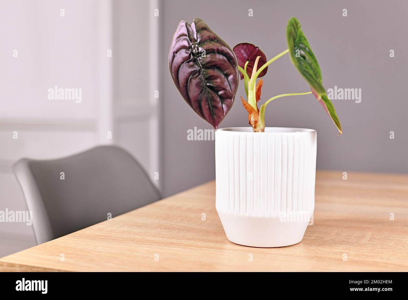 Exotische Hauspflanze „Alocasia Azlanii“ mit ungewöhnlicher lila Metallic-Farbe Stockfoto