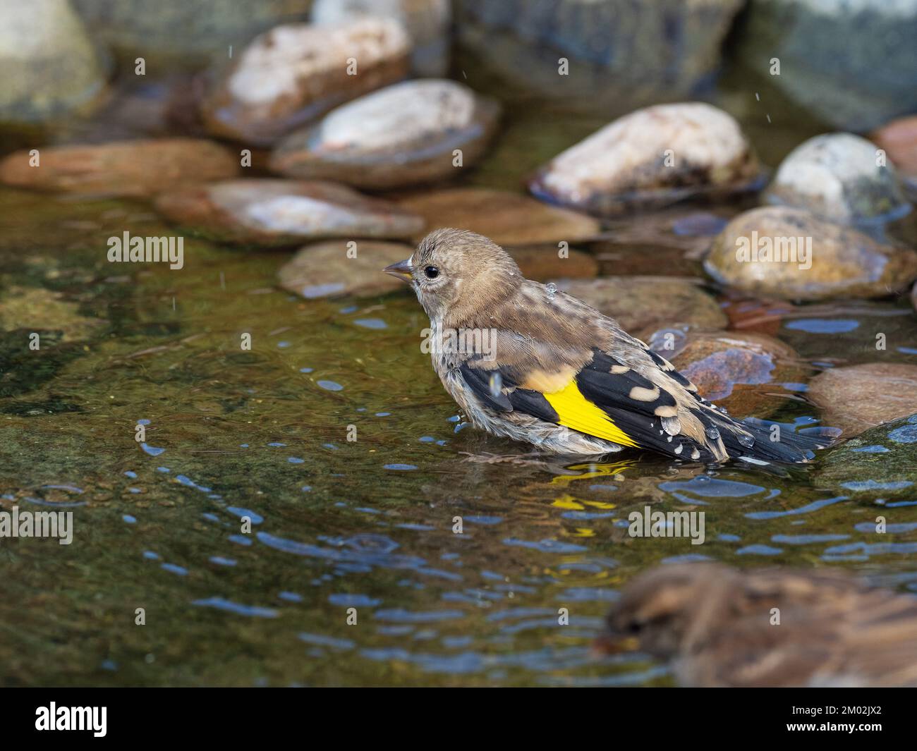 Europäischer Goldfink Carduelis carduelis juvenile bading in a Garden Pond, Ringwood, Hampshire, England, UK, Mai 2020 Stockfoto
