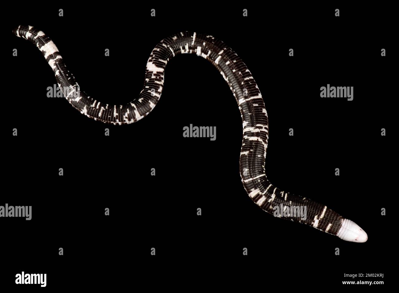 Schwarzweißer Wurm-Eidechse (Amphisbaena fuliginosa) Stockfoto