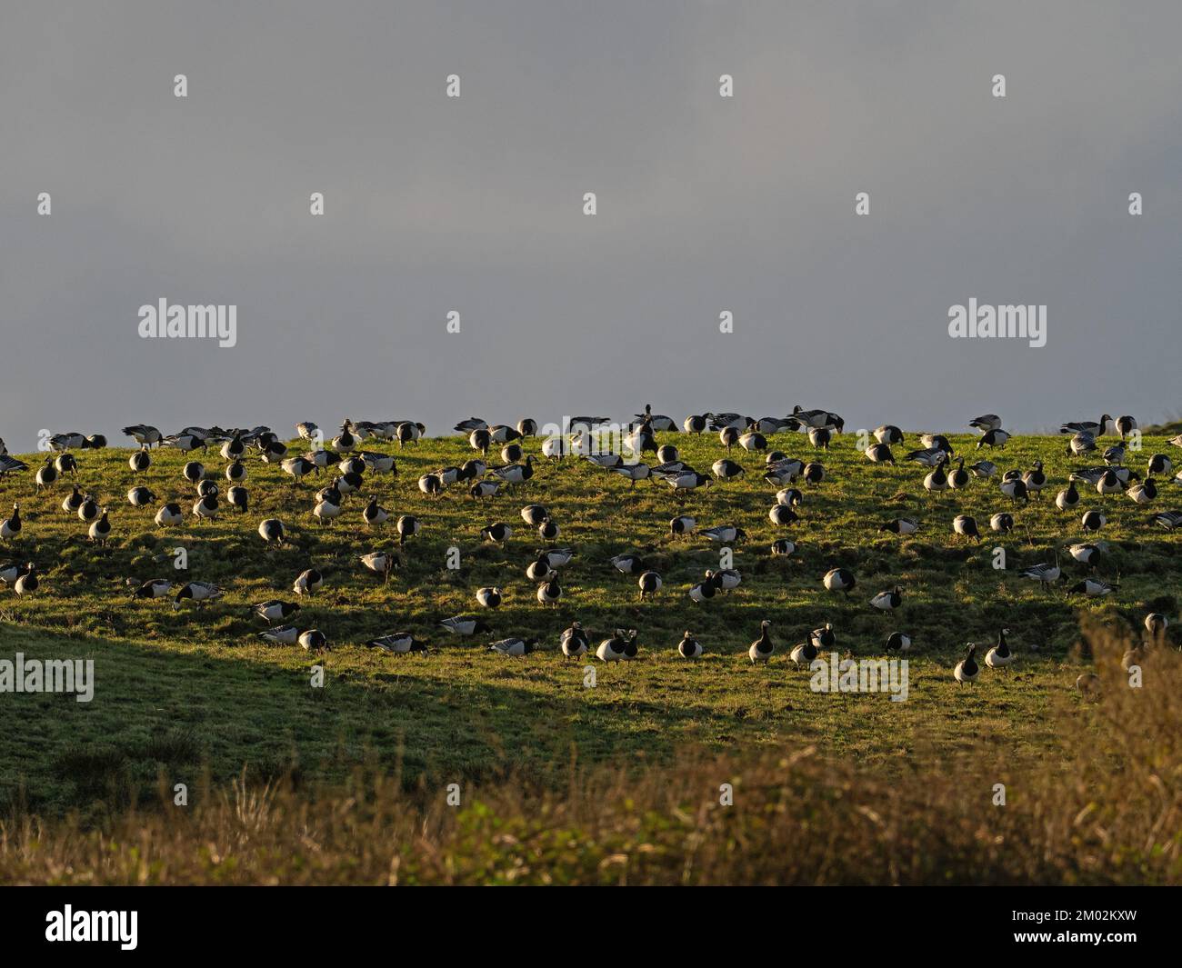 Die Herde von Barnacle Gans Branta leucopsis, die sich auf einem grasbedeckten Hügel neben der Straße nach Ardnave Point, Islay, Inner Hebriden, Argyll, Schottland, UK, Dece Stockfoto