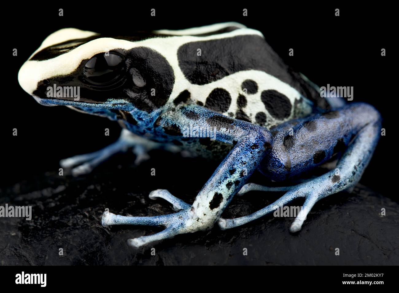 Färben des Giftpfeilfrosches (Dendrobates tinctorius) Patricia Stockfoto