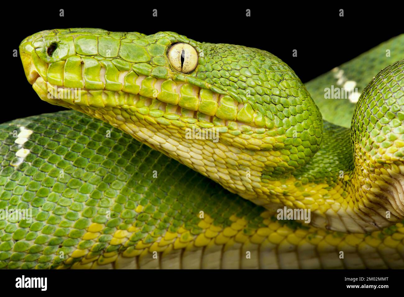 Grüne Baumboa (Corallus caninus) Stockfoto