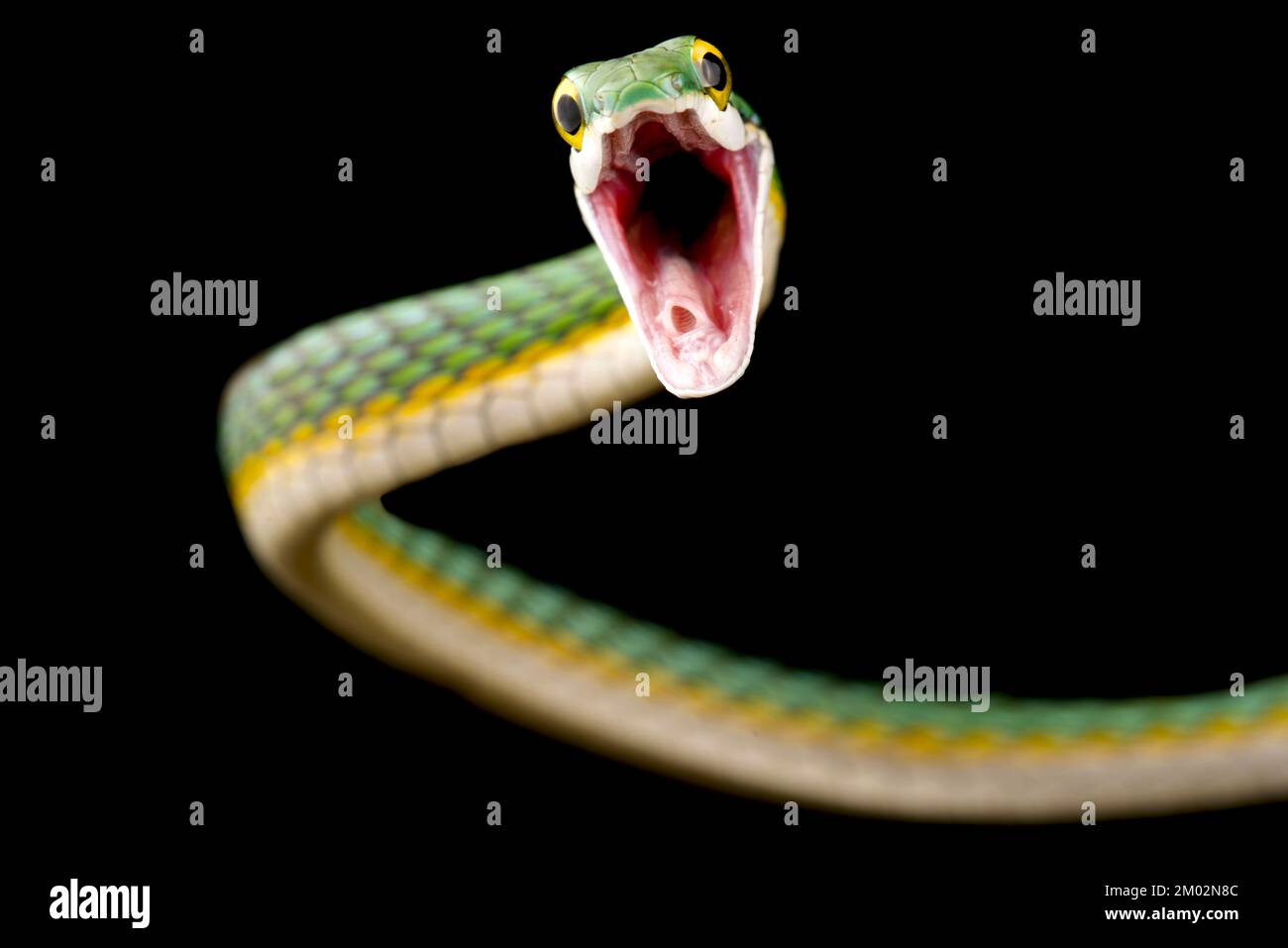 Parrotsnake (Leptophis ahaetulla) greift an Stockfoto